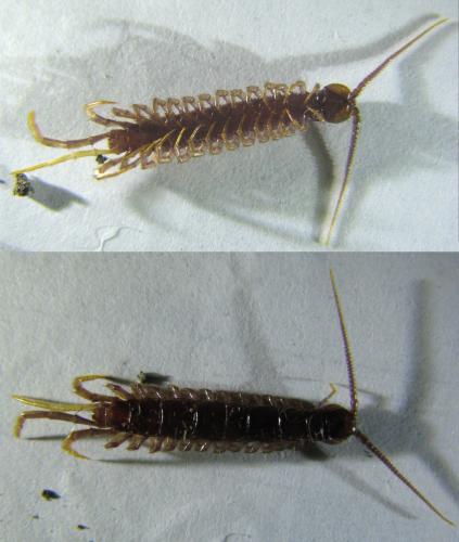 Lithobius forficatus